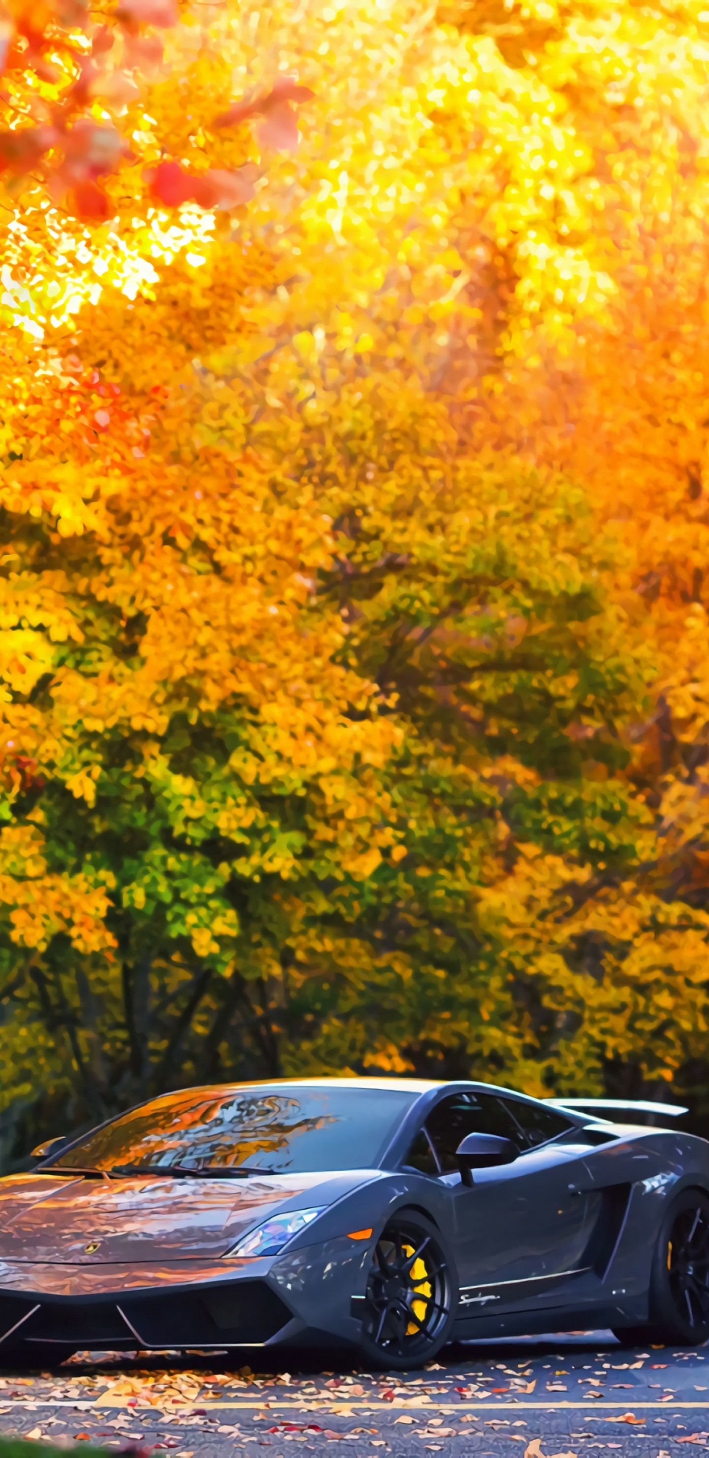 全面屏手机壁纸-酷车（1）