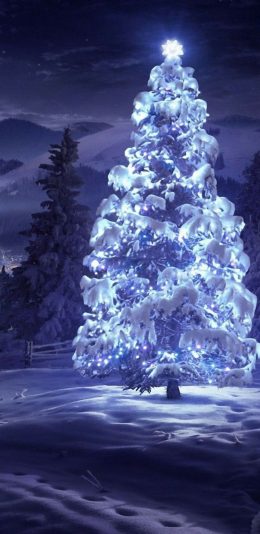 2017年12月31日更新-冰树