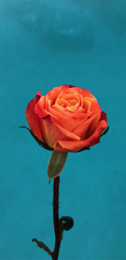 iPhone 宣传壁纸-4.7英寸