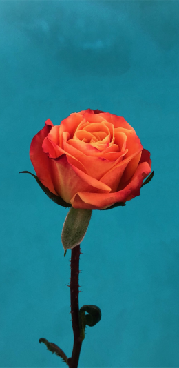 iPhone plus 宣传壁纸-5.5英寸