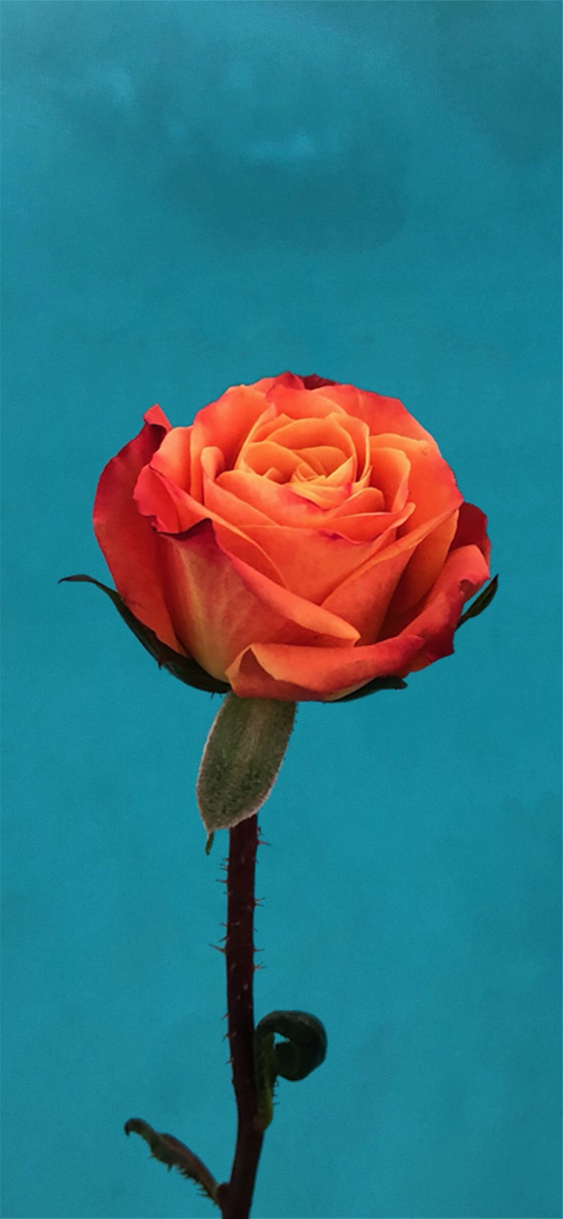 iPhone X 宣传壁纸