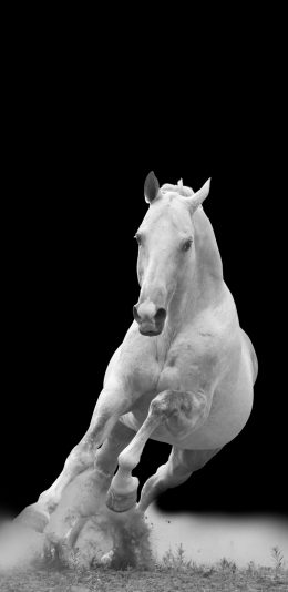 白马壁纸2160x1080