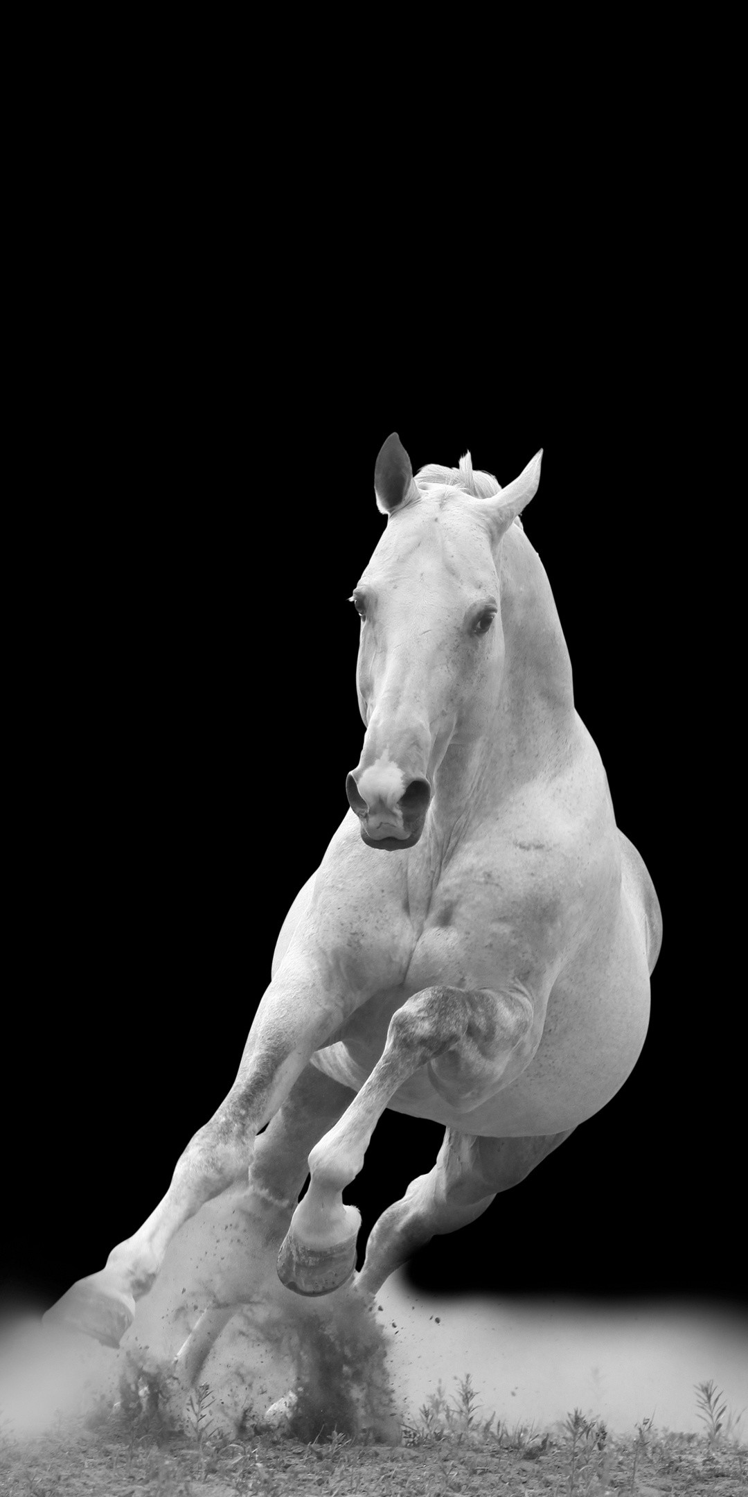 白马壁纸2160×1080