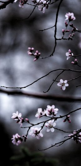 梅花18:9壁纸