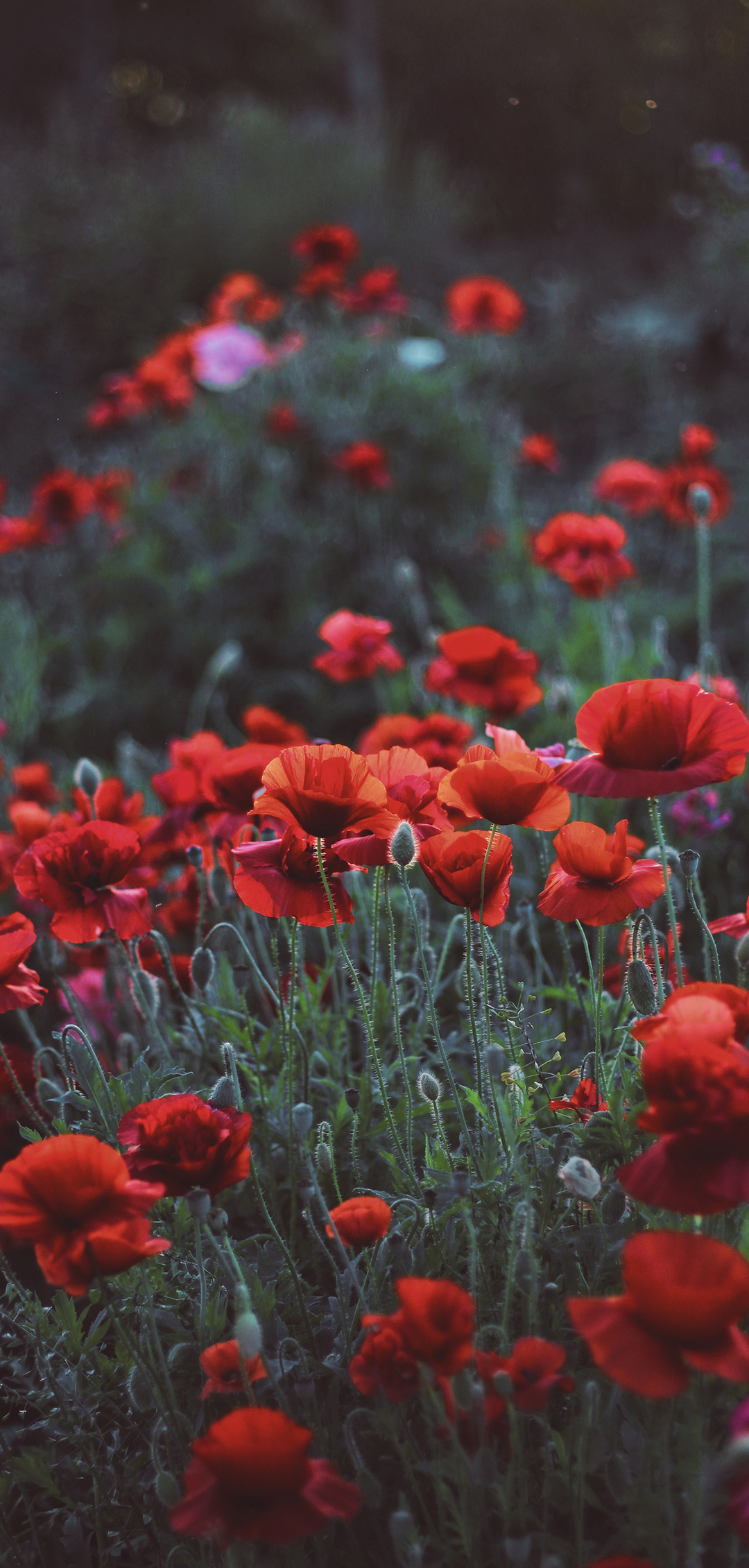 带刺的玫瑰壁纸