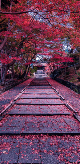 枫树