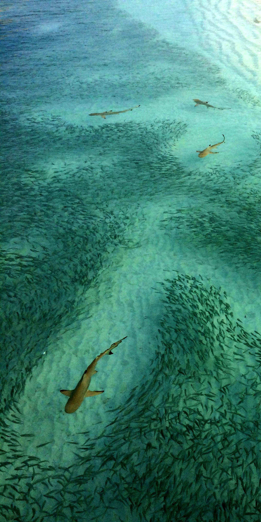 鲨鱼觅食