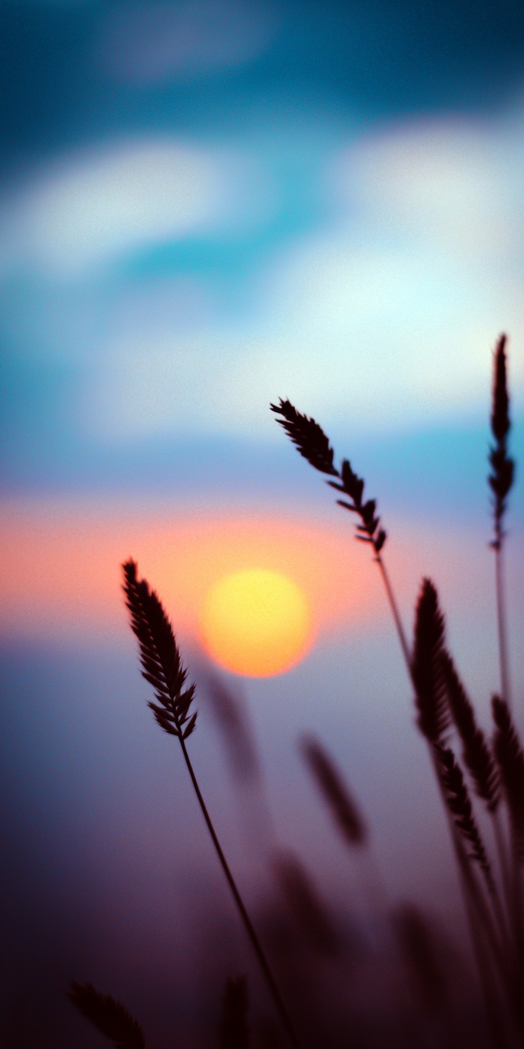 夕阳下