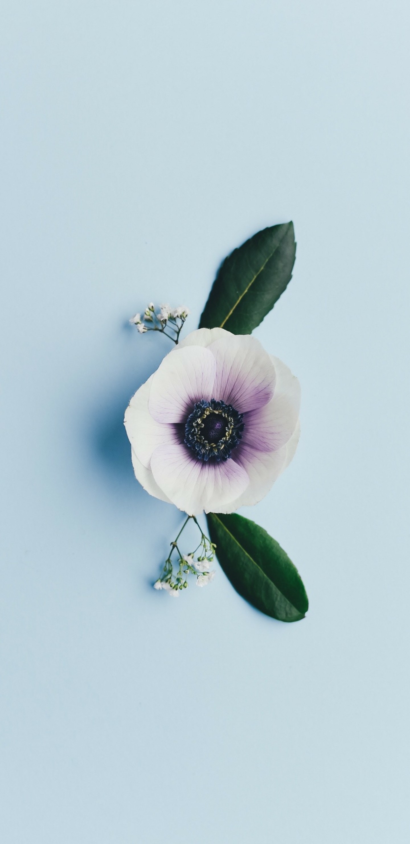 2K壁纸 – 花