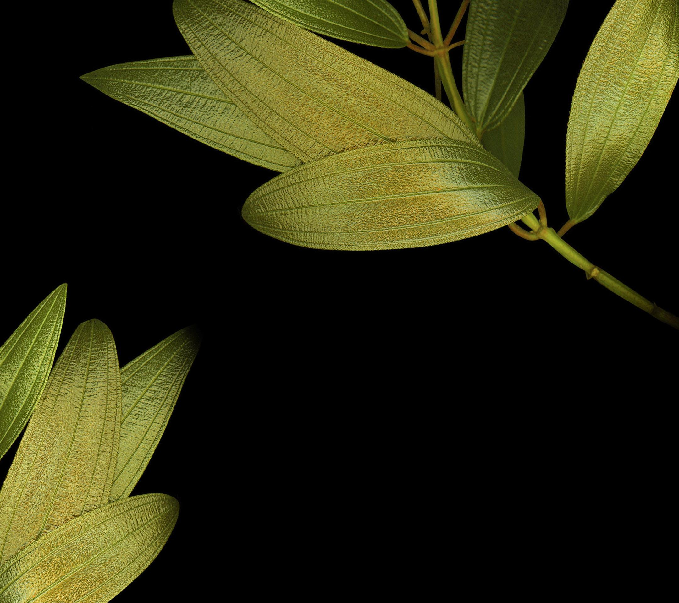 vivo手机自带壁纸（9）