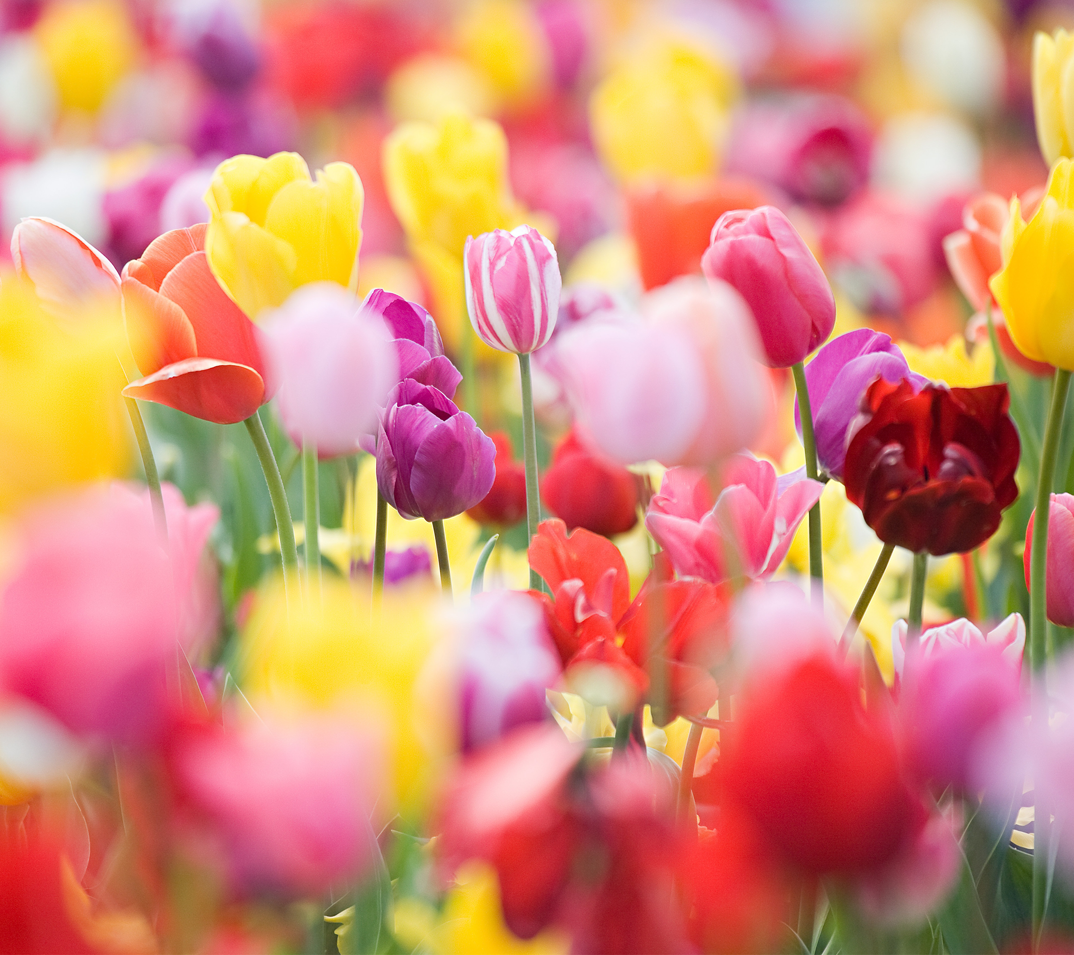 飞利浦手机内置壁纸原图2160×1920（3）