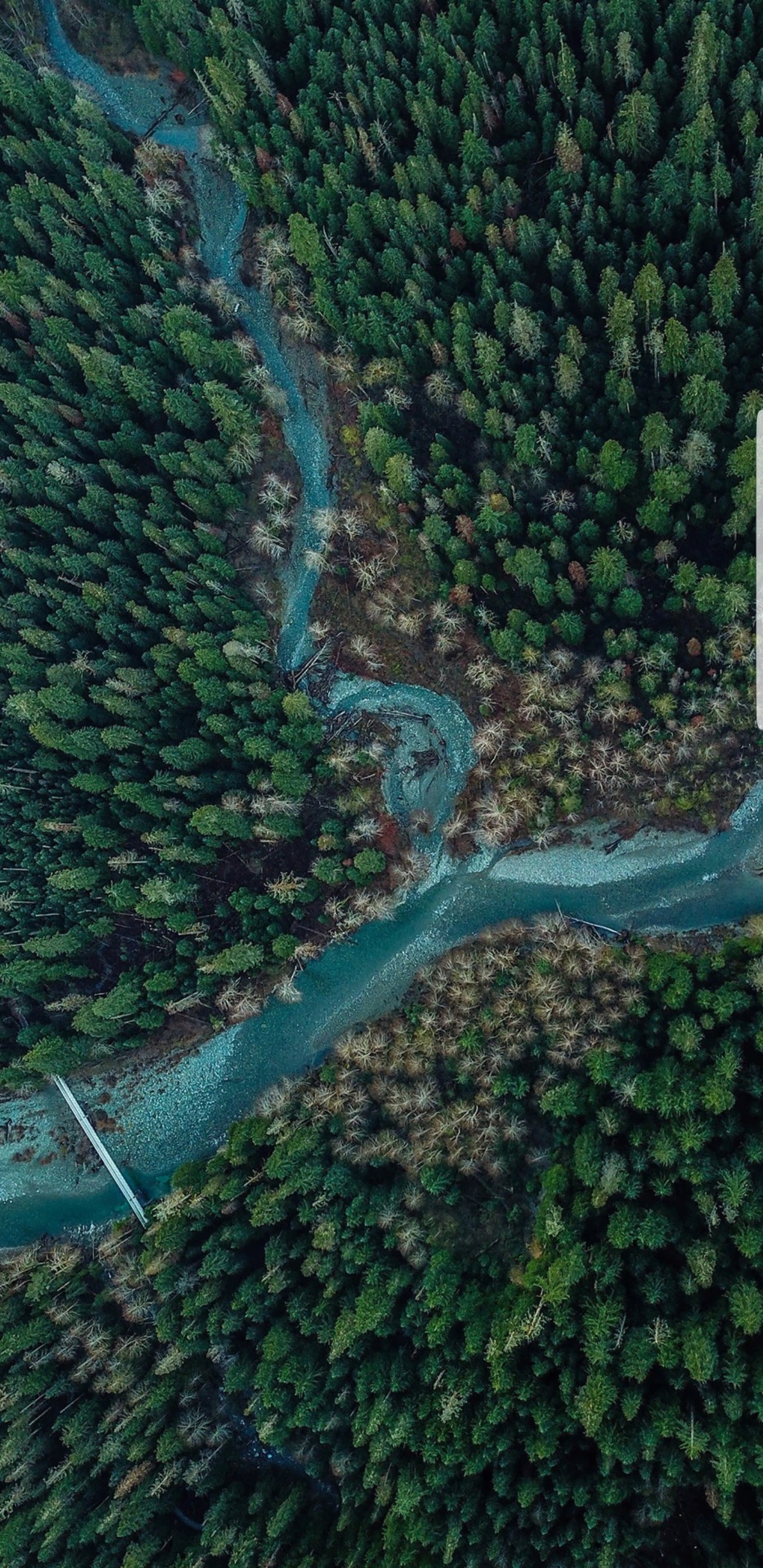 2k手机壁纸-树林