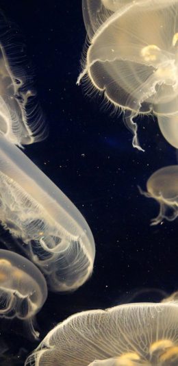 iphoneX壁纸 - 海洋生物（2436 × 1125）