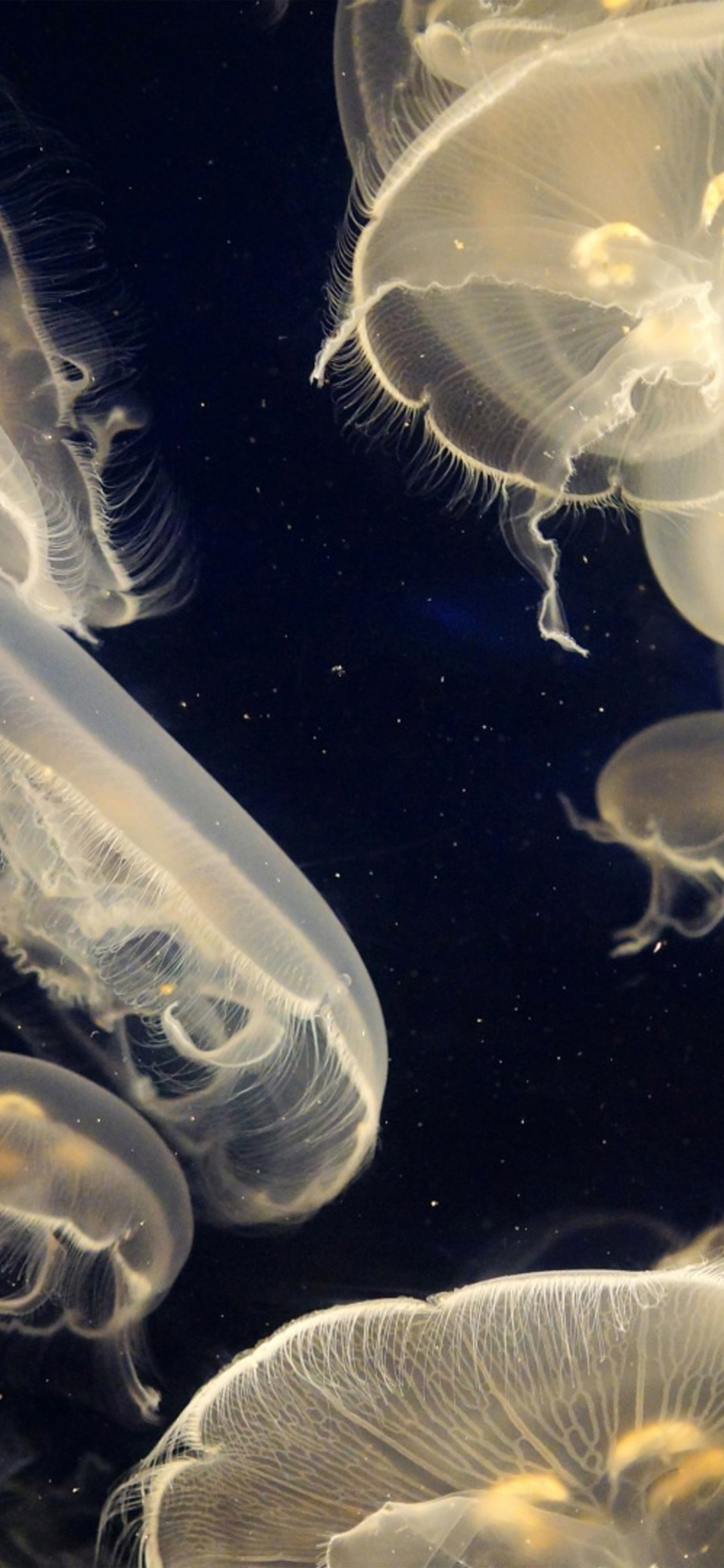 iphoneX壁纸 – 海洋生物（2436 × 1125）