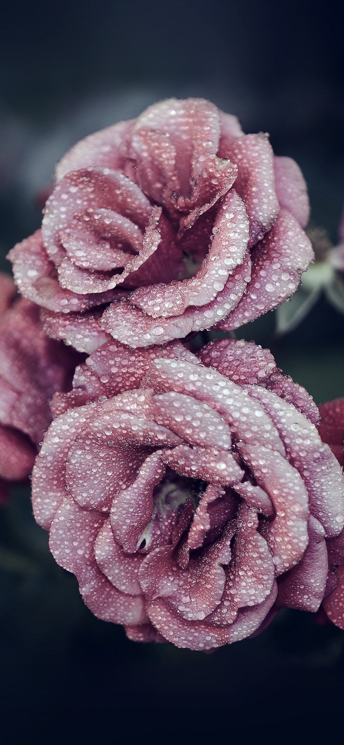 iphoneX壁纸 – 红色玫瑰（2436 × 1125）