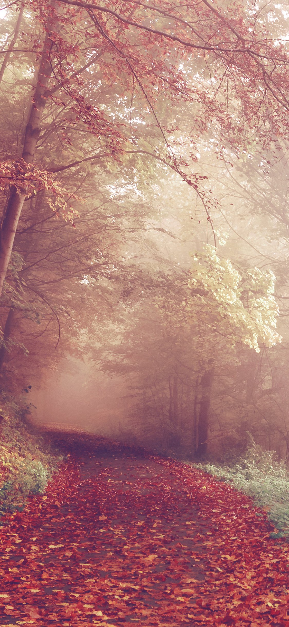 iphoneX秋天枫叶壁纸（2436 × 1125）