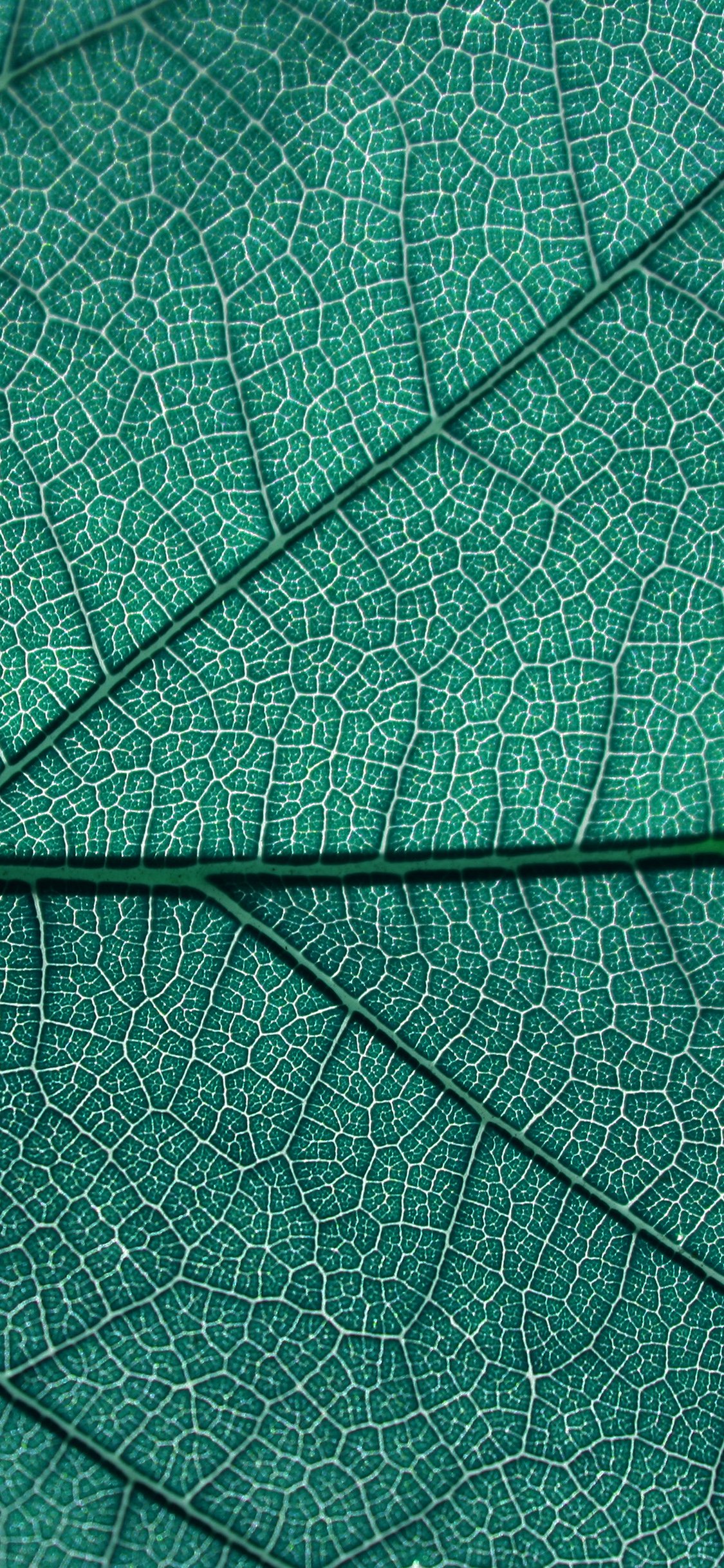 iphoneX屏幕适配壁纸（2436×1125）第二十二张