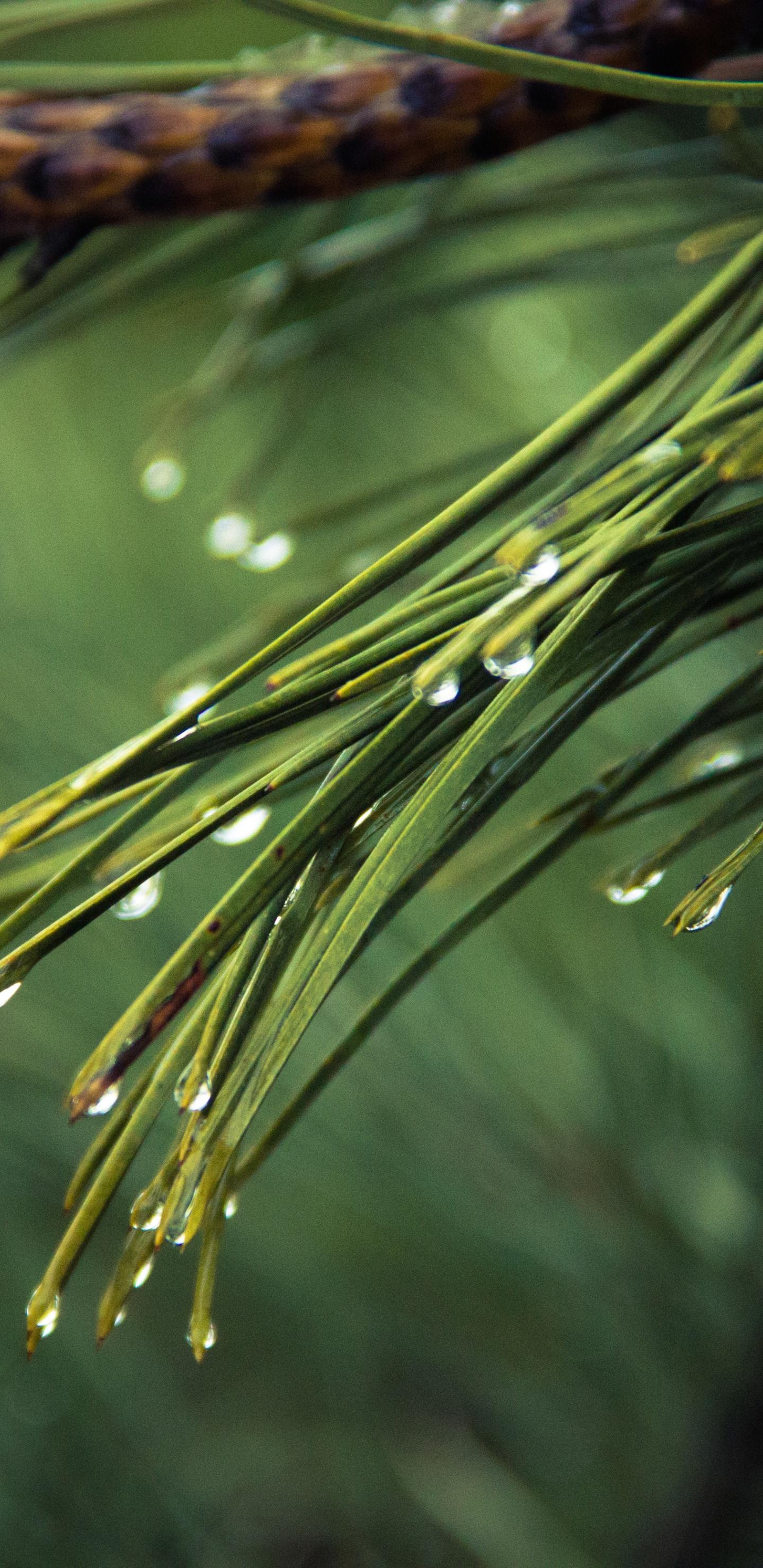 绿色养眼手机壁纸