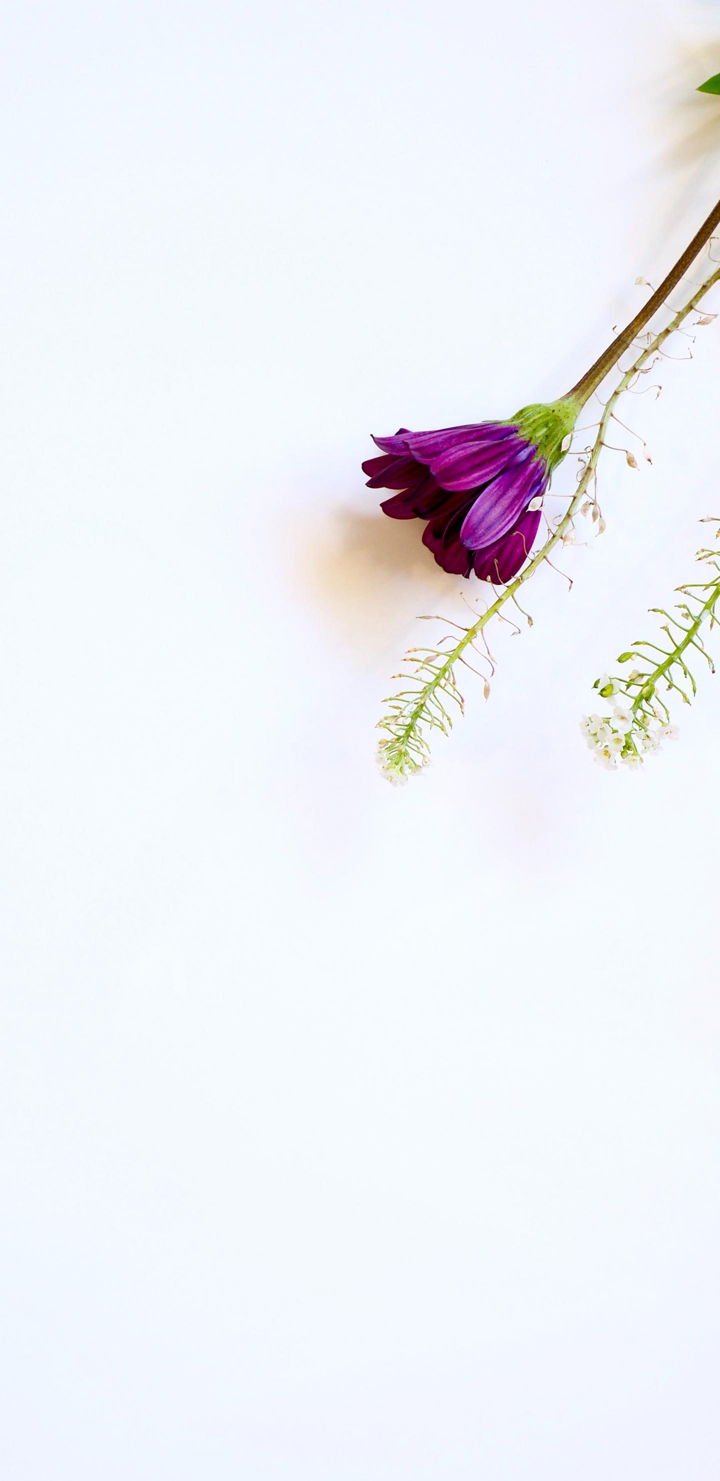 白色背景手机壁纸