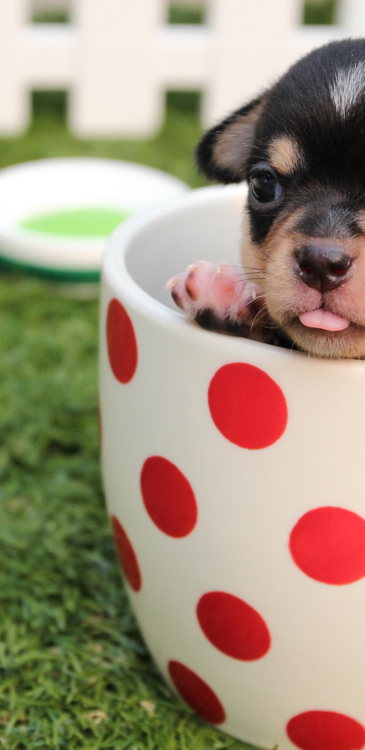 茶杯犬萌宠