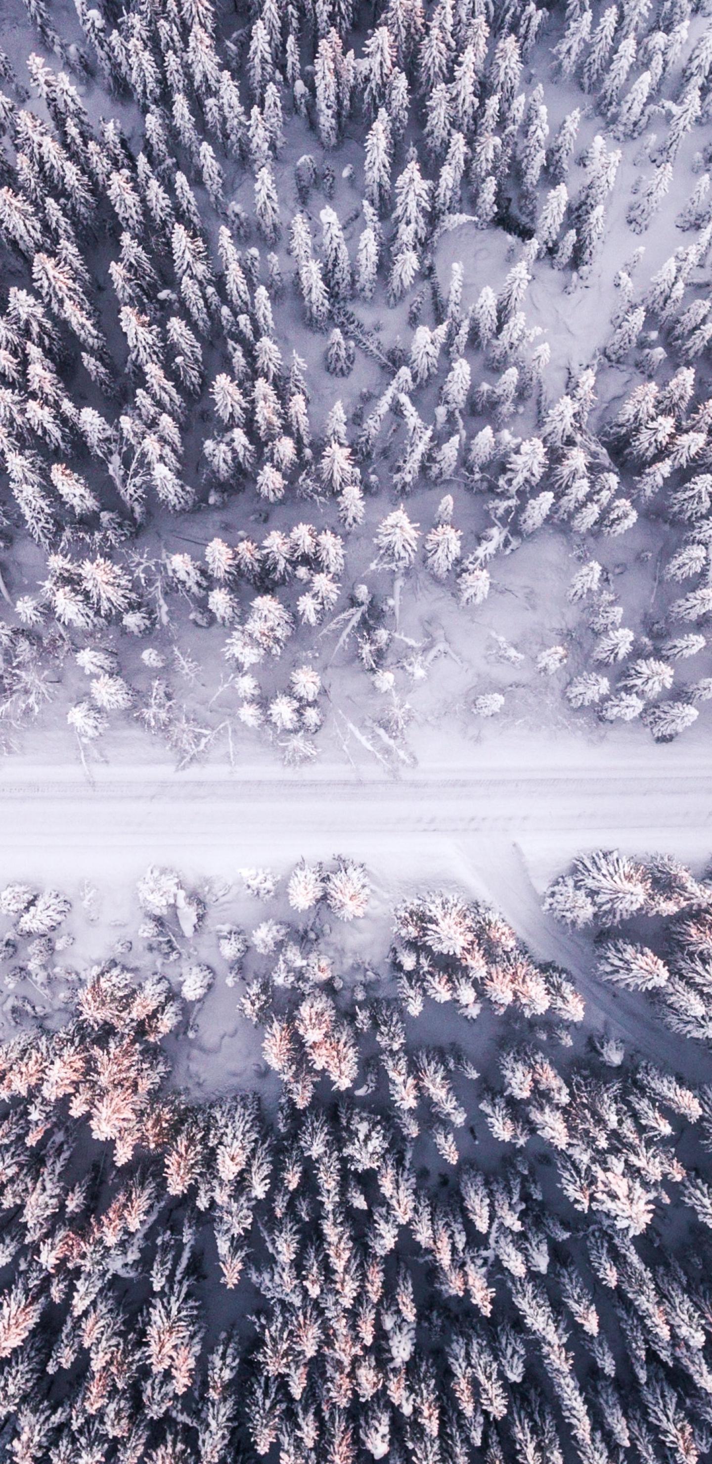 雪地