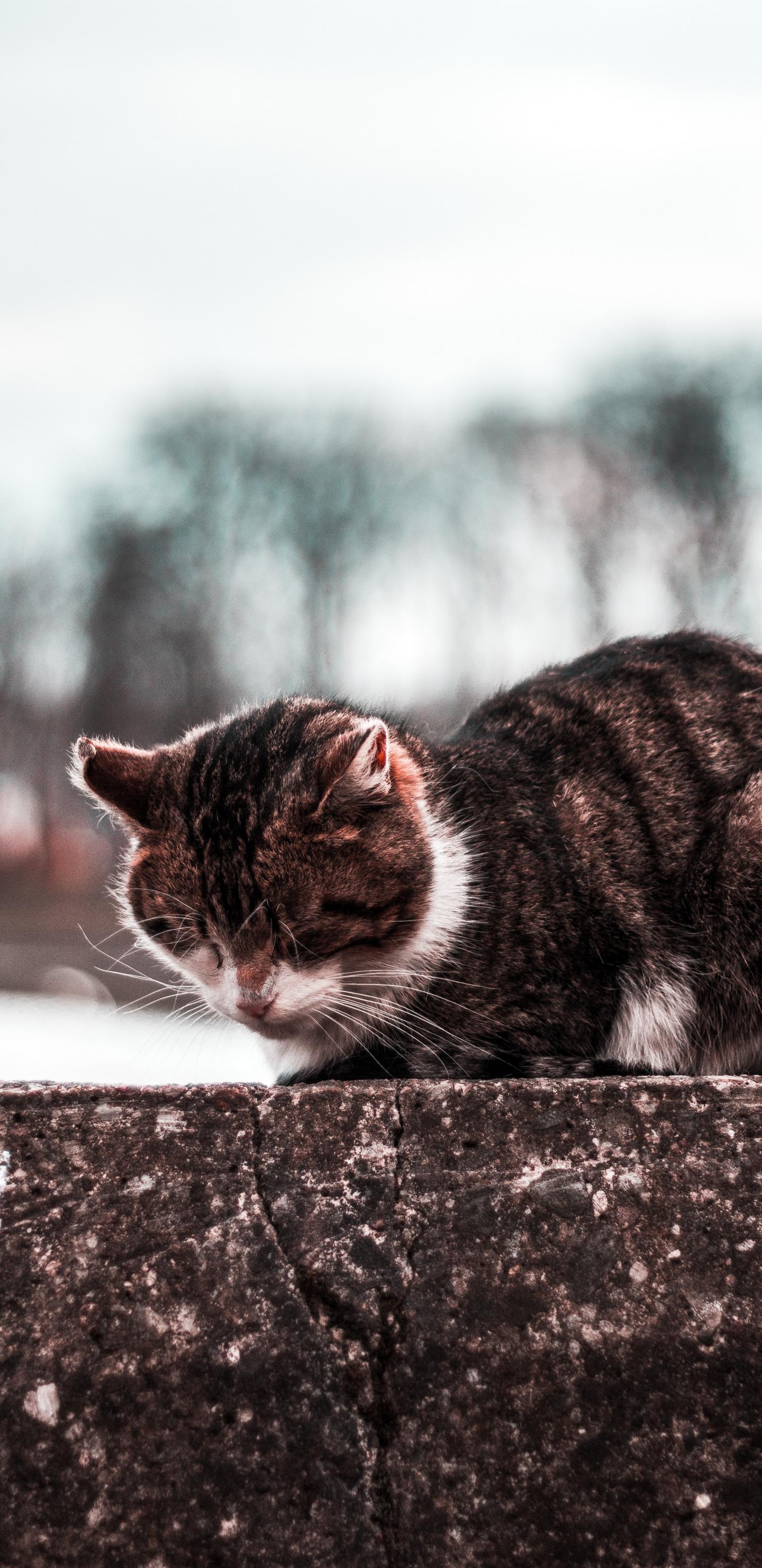 花猫