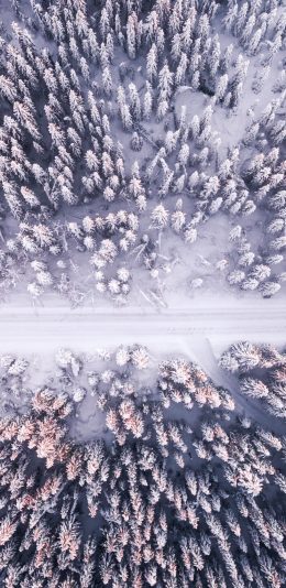 雪地