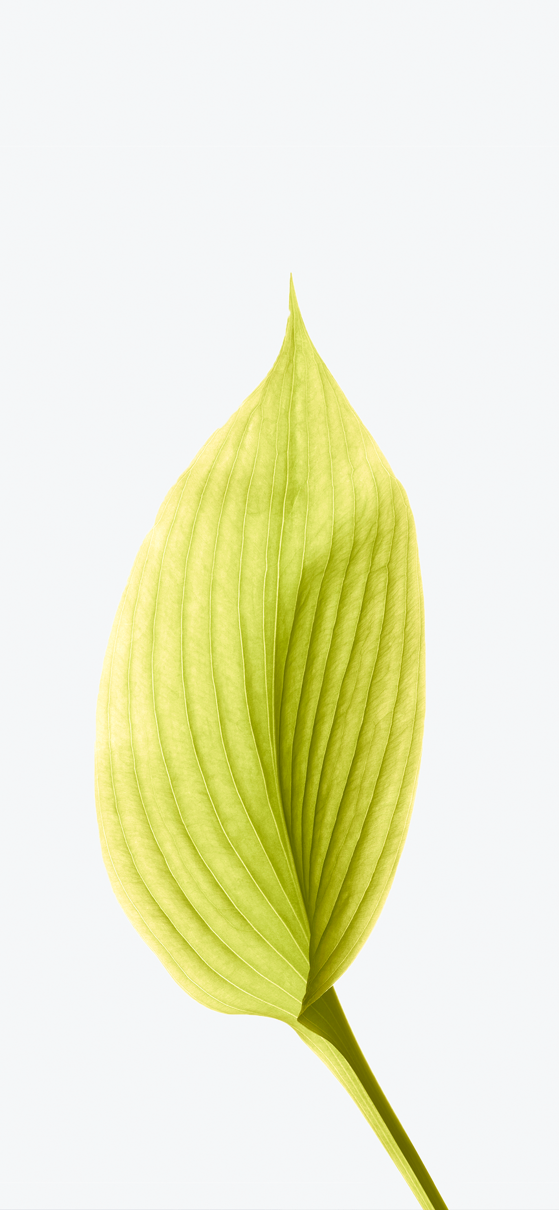 ios全系列壁纸适配 iphoneX（28）