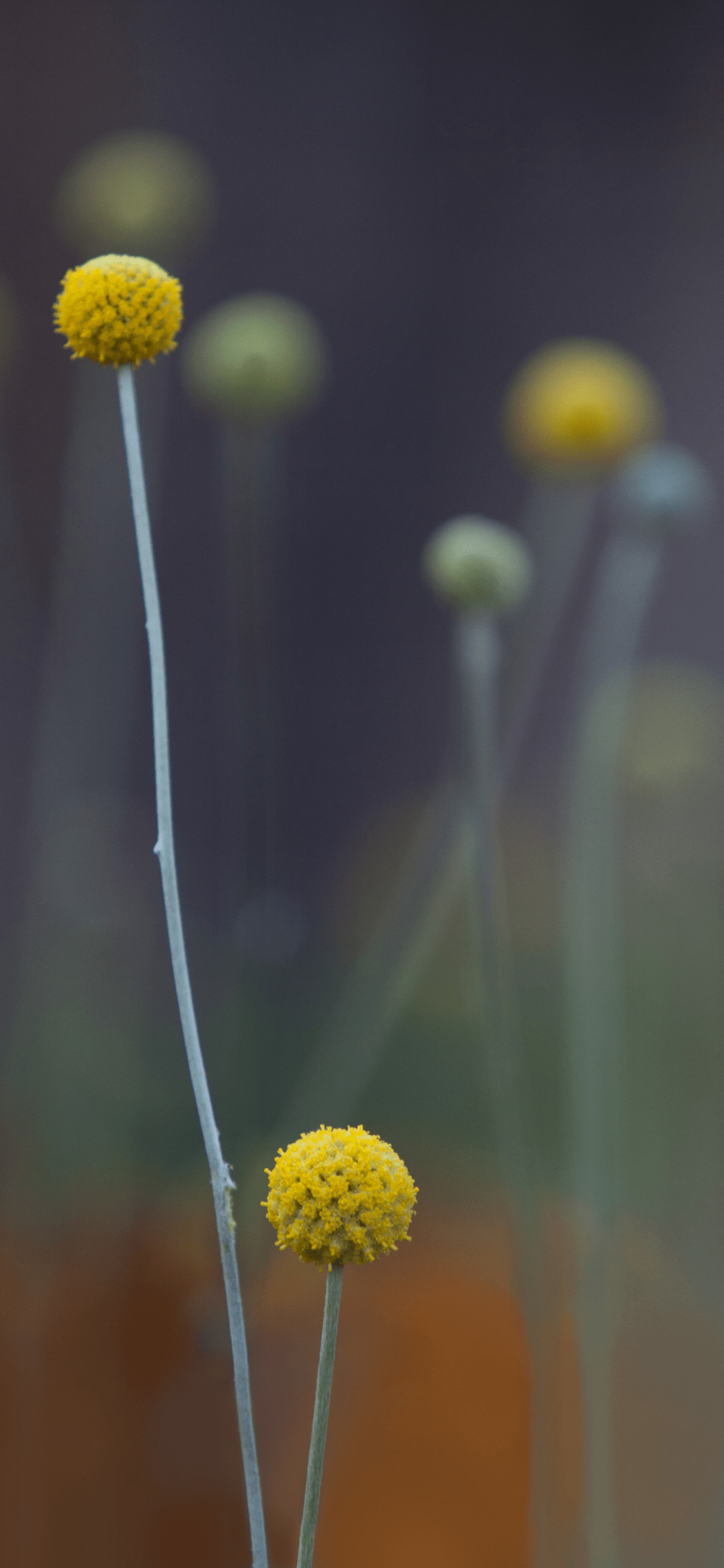 ios全系列壁纸适配 iphoneX（7）