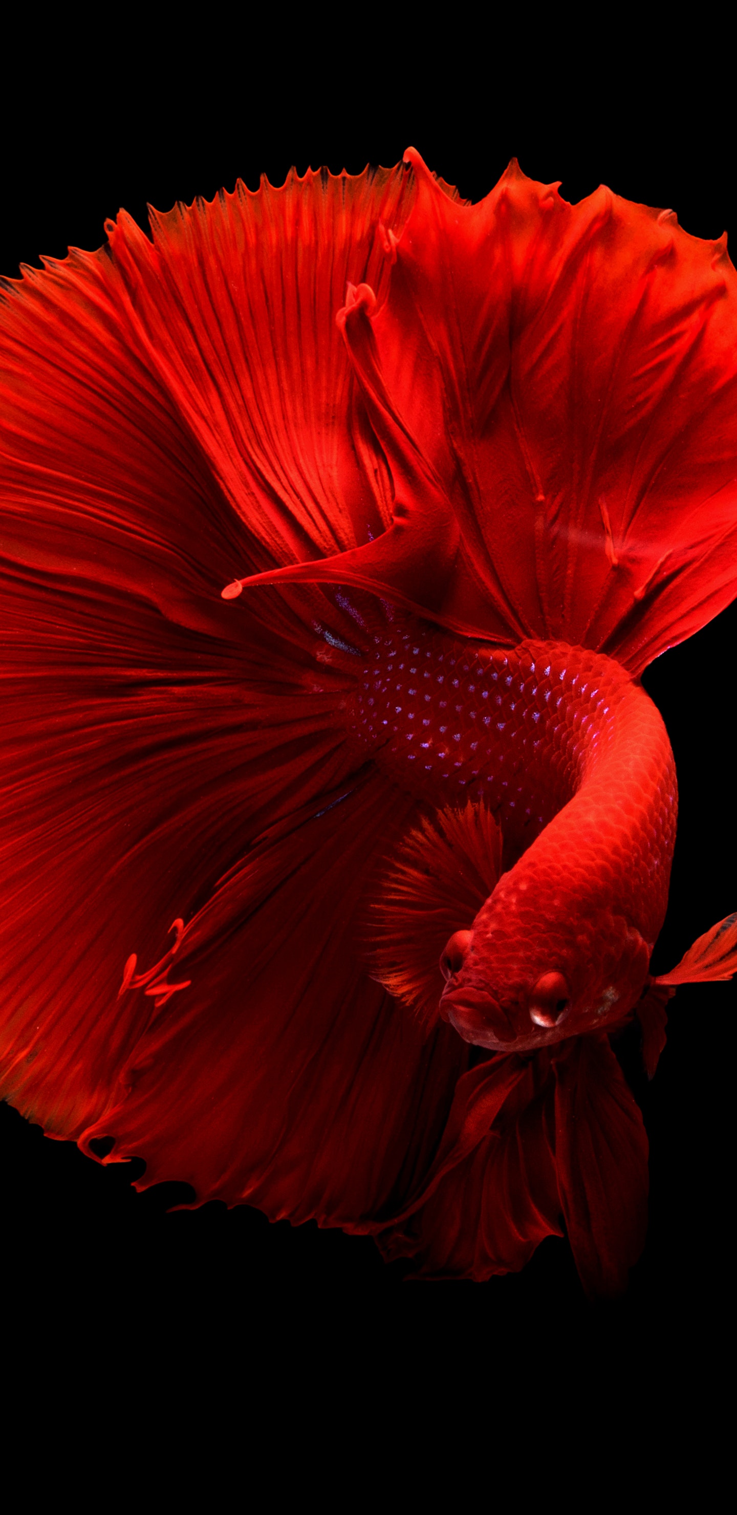 2960×1440金鱼壁纸