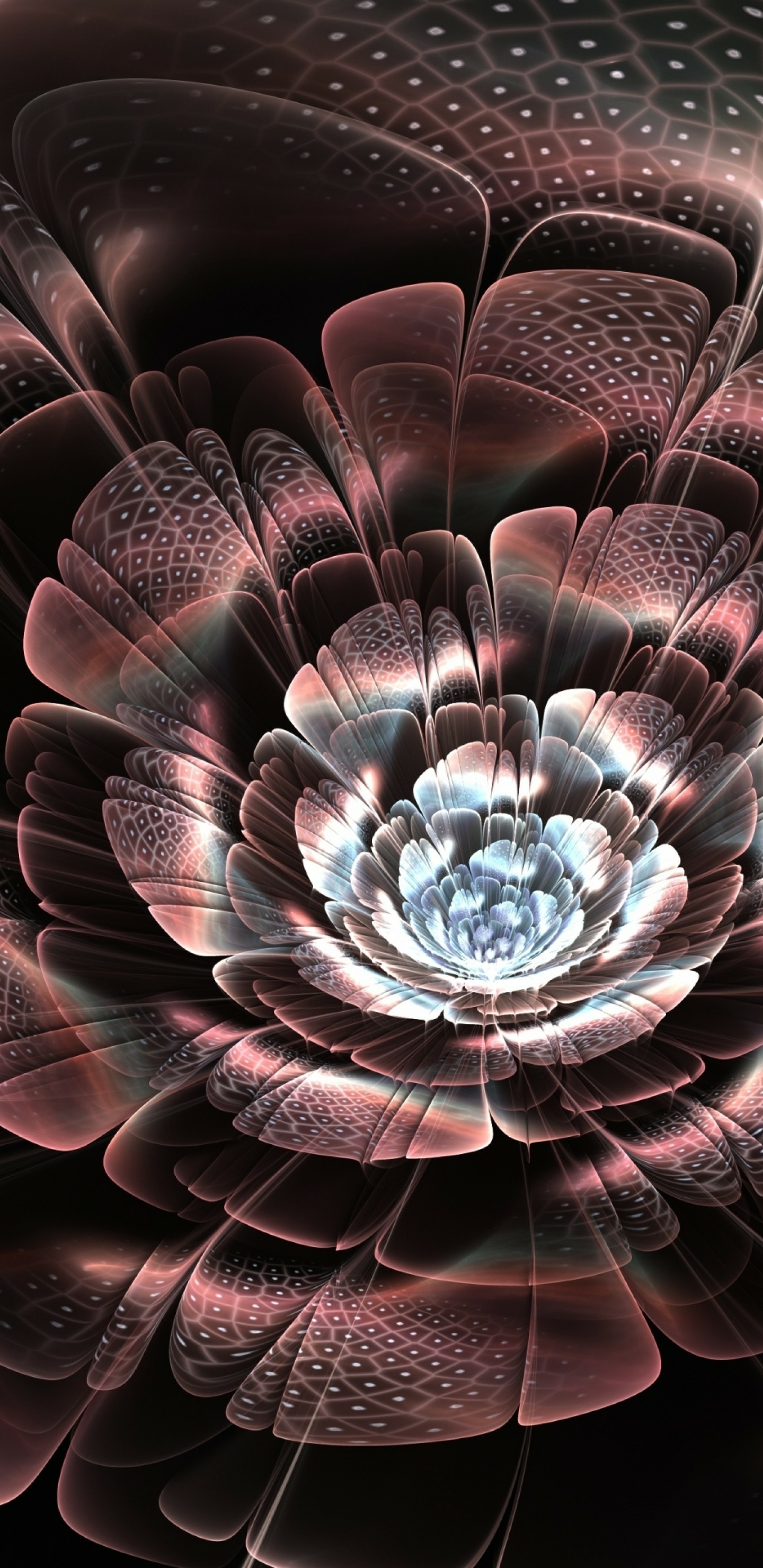 2960×1440 2K手机壁纸 – 花