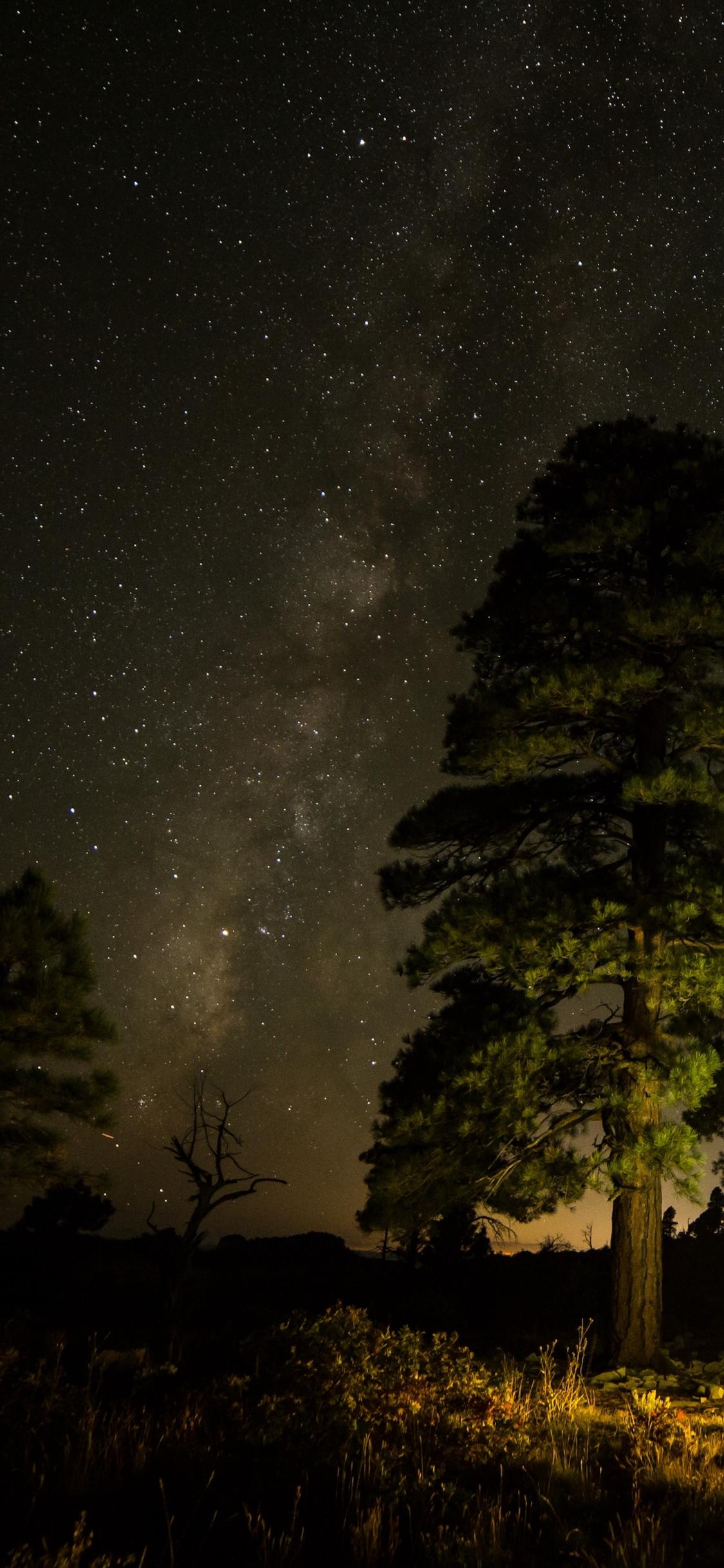 iPhone X自带壁纸-树林