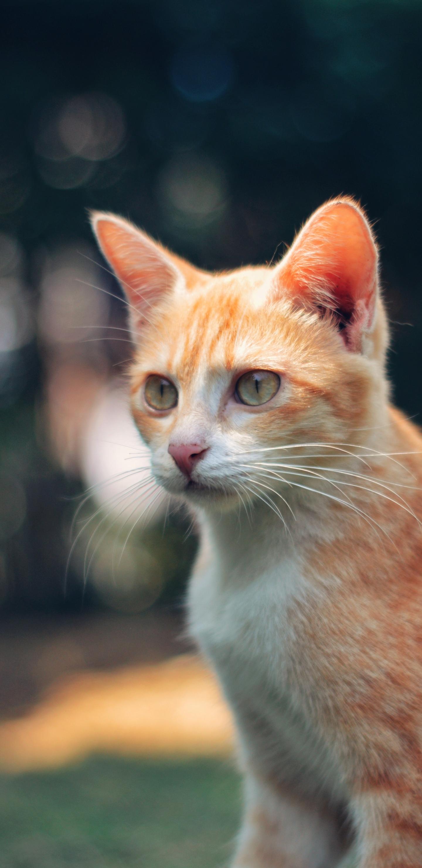 黄猫