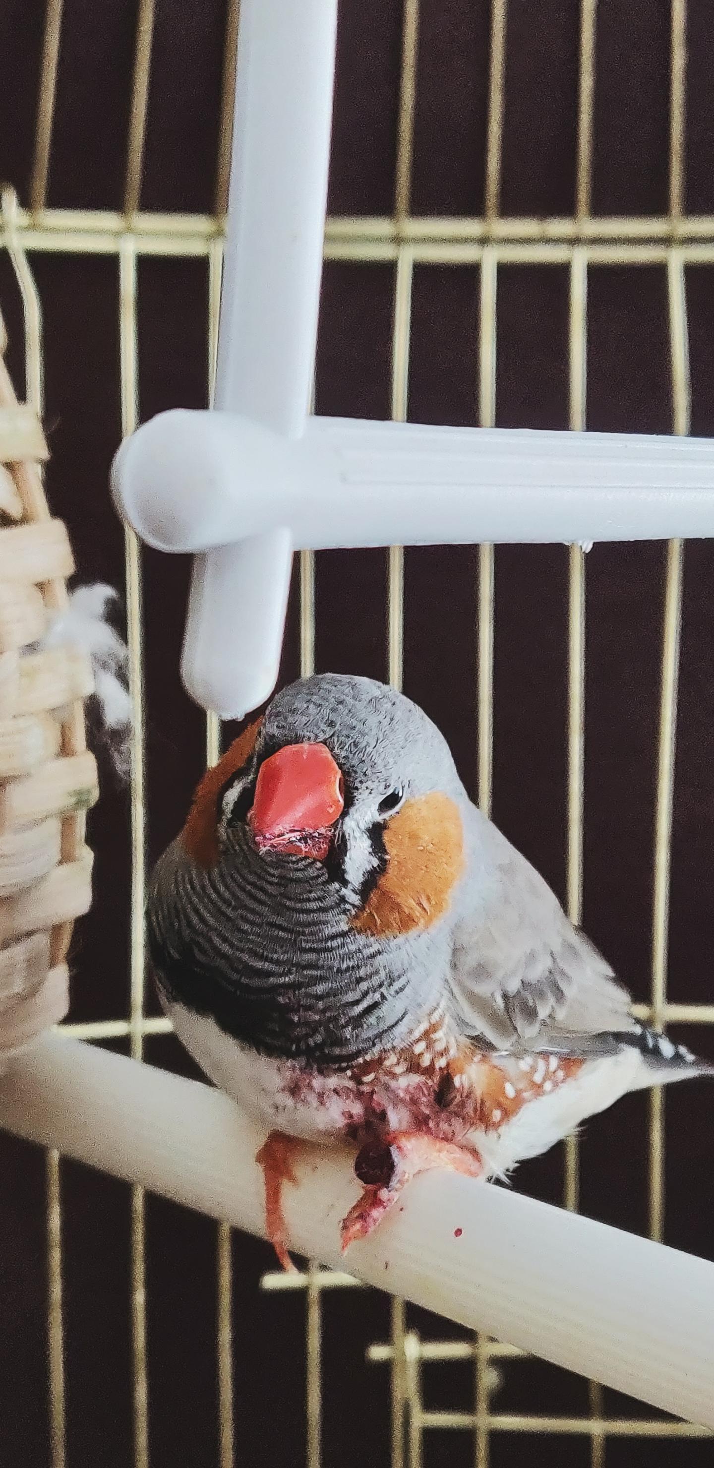 麻雀吗