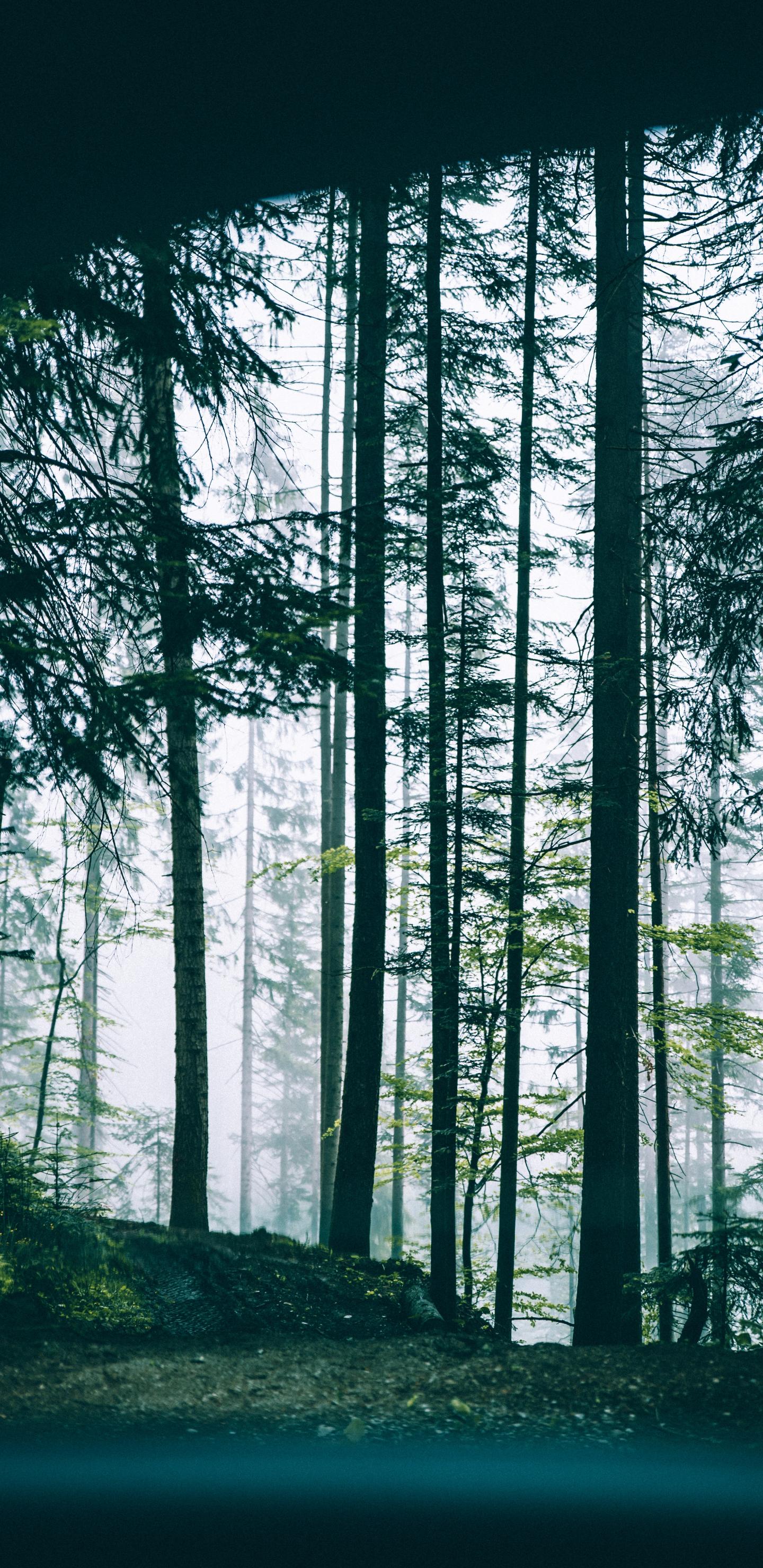2960×1440 2K壁纸推荐-原始森林