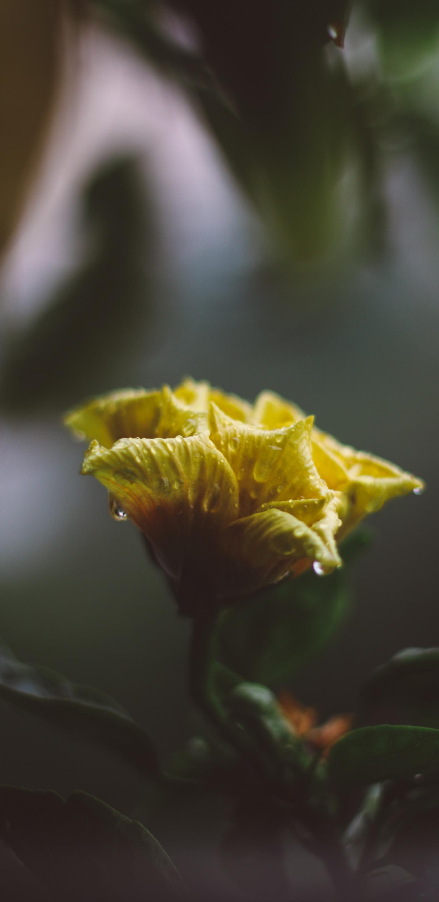 2960×1440壁纸-黄色的花