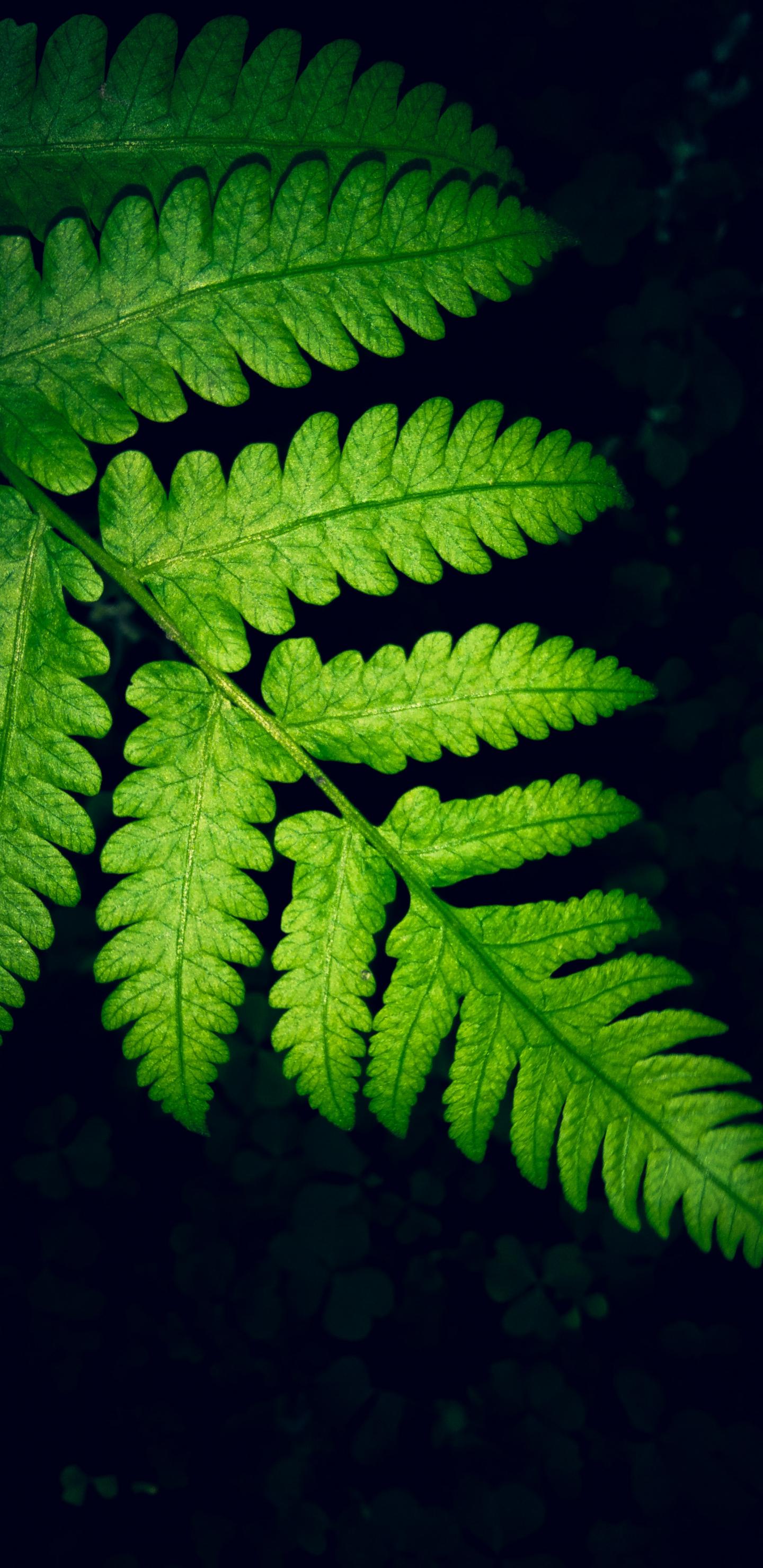 2960×1440壁纸-绿叶