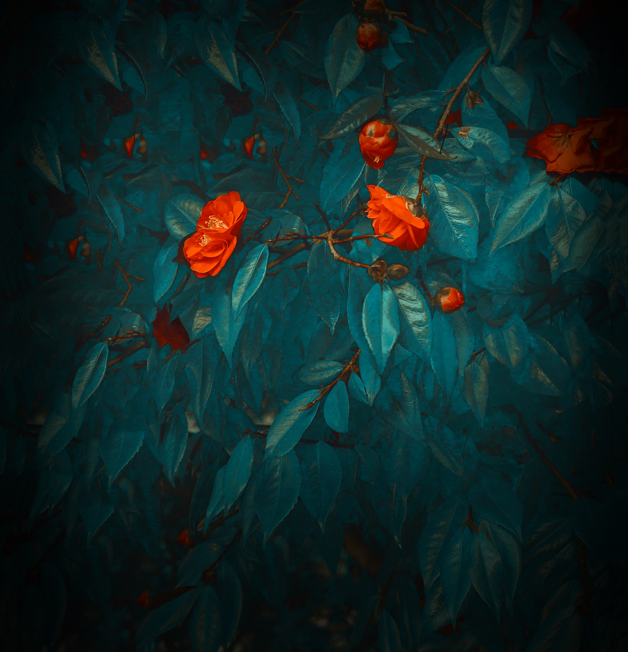 华为mate 20系统自带壁纸 – 花