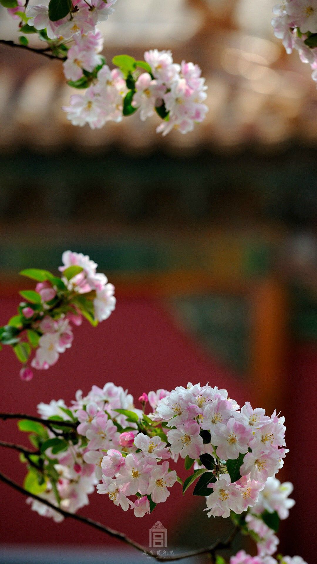 手机壁纸-樱花