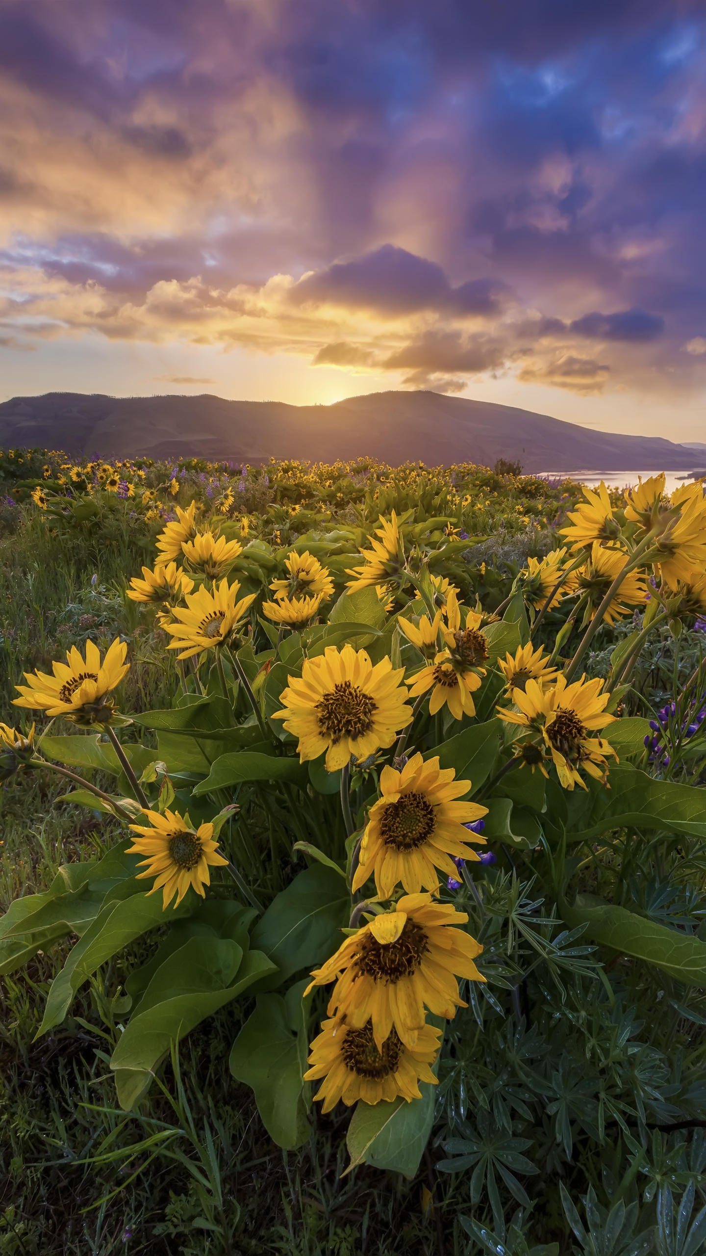 2K分辨率2560×1440手机壁纸（5）向日葵