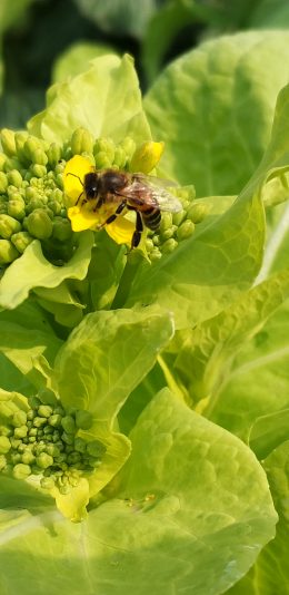 期待，成熟的香甜
