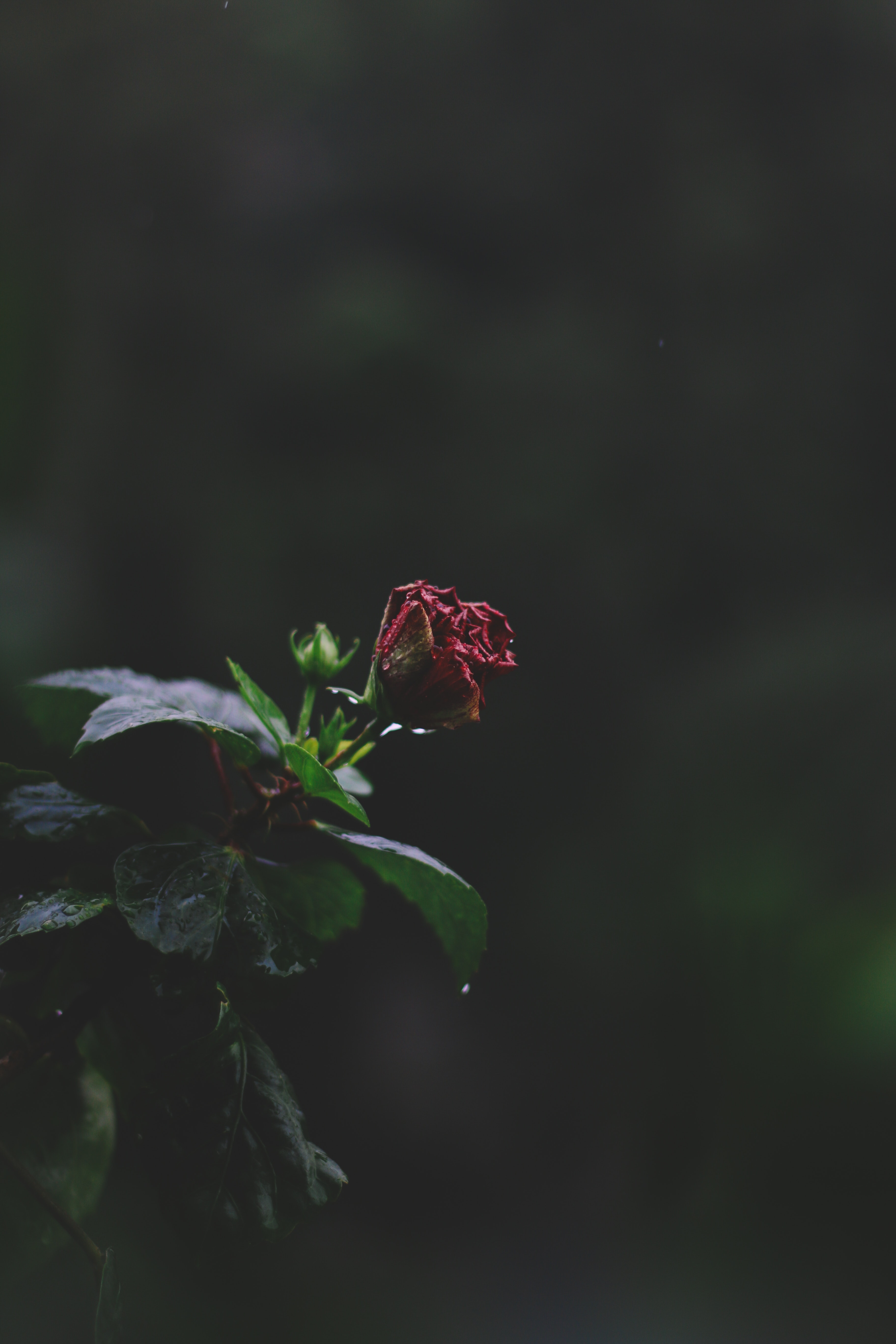 超清手机壁纸-玫瑰