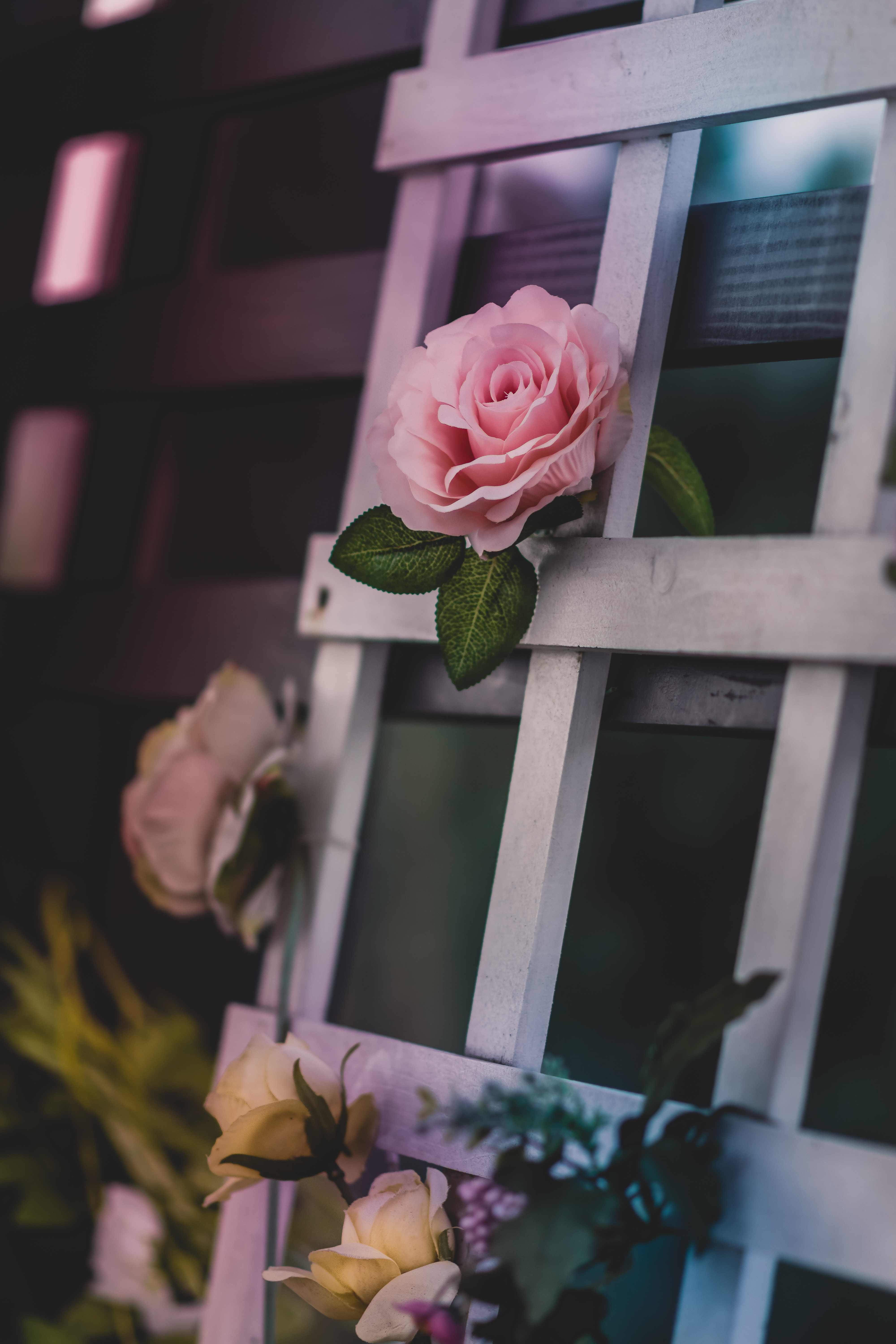 玫瑰花