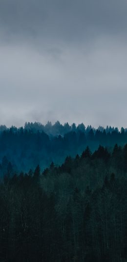 树林风景壁纸