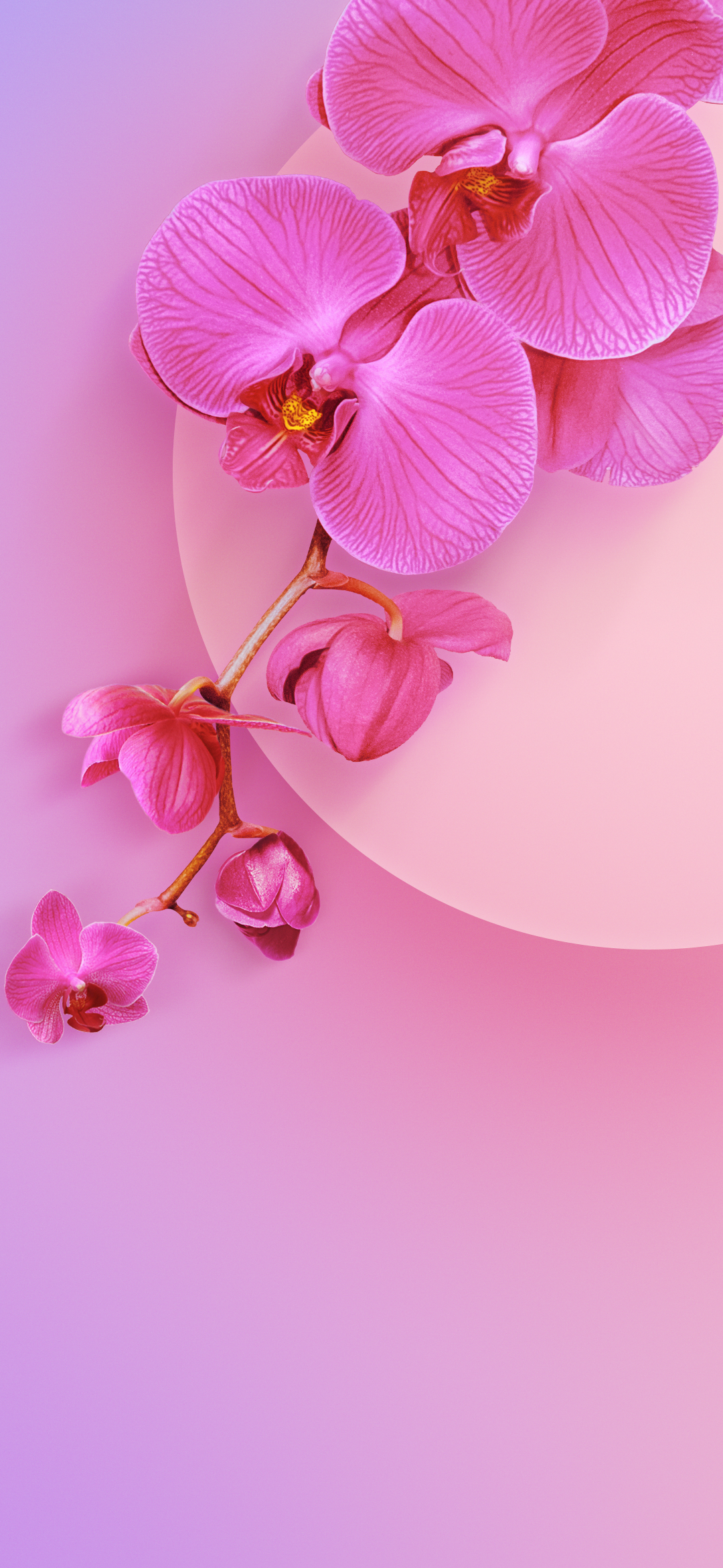 小米9手机壁纸(2340×1080)-鲜花