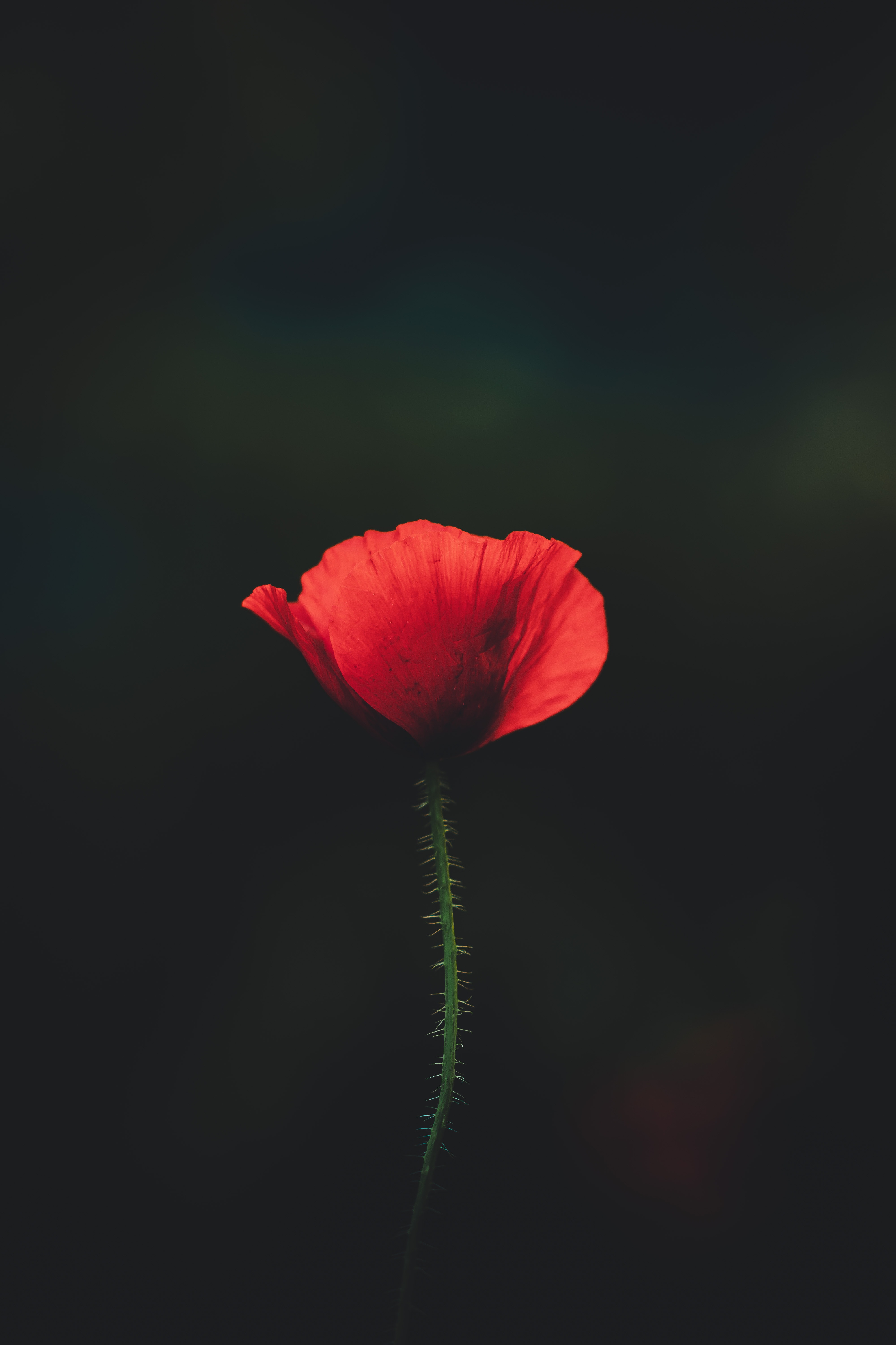 红色的花