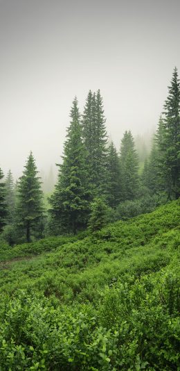 绿色养眼小清新