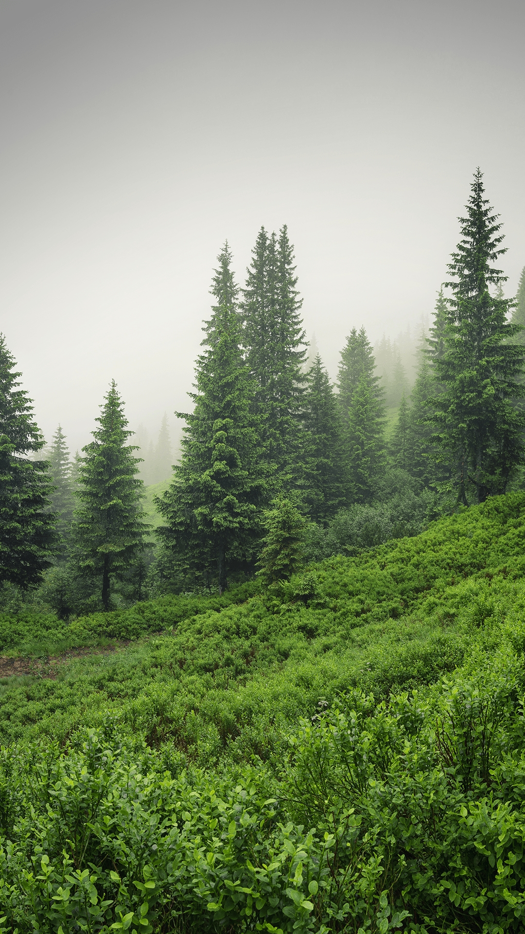 绿色养眼小清新