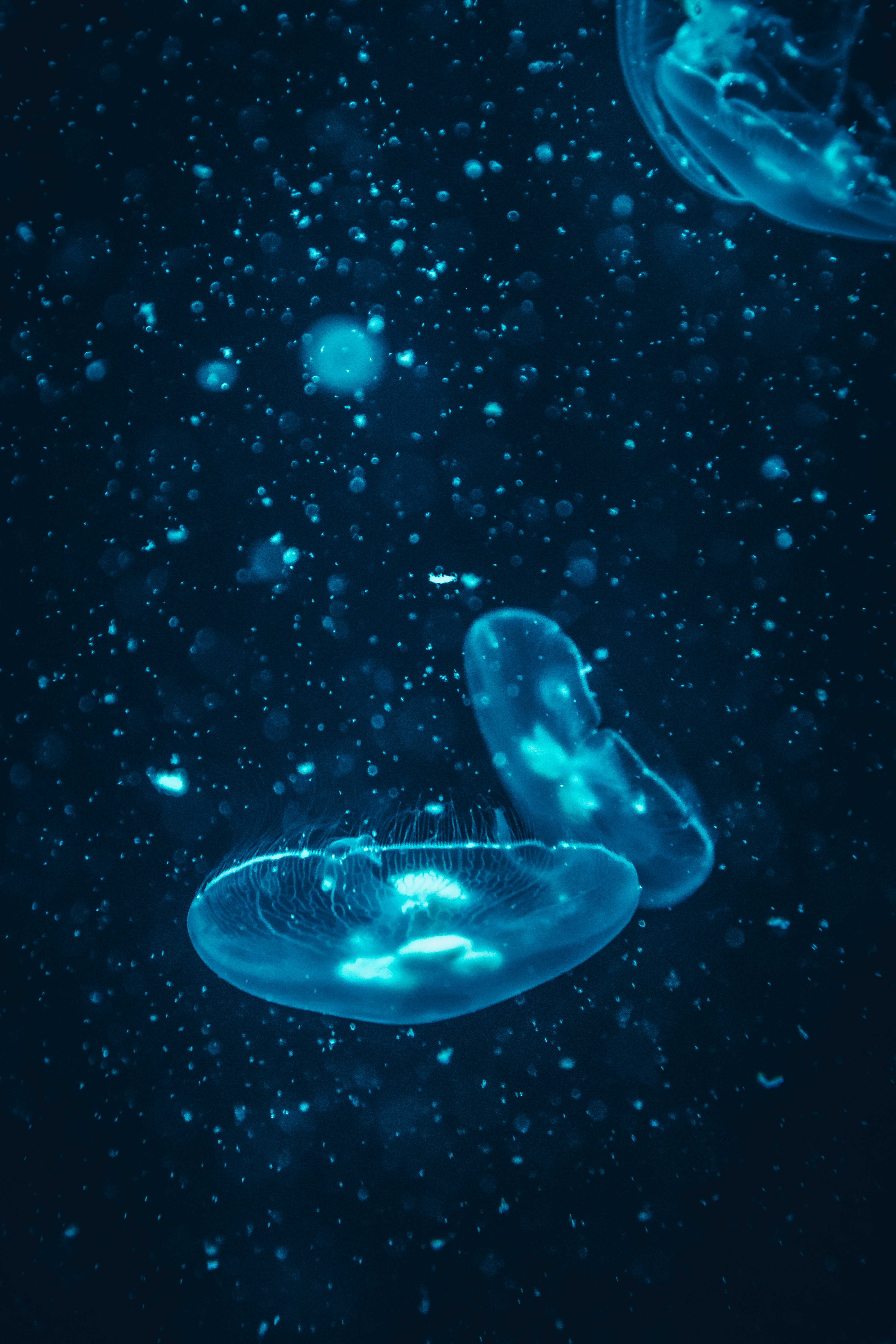 水母