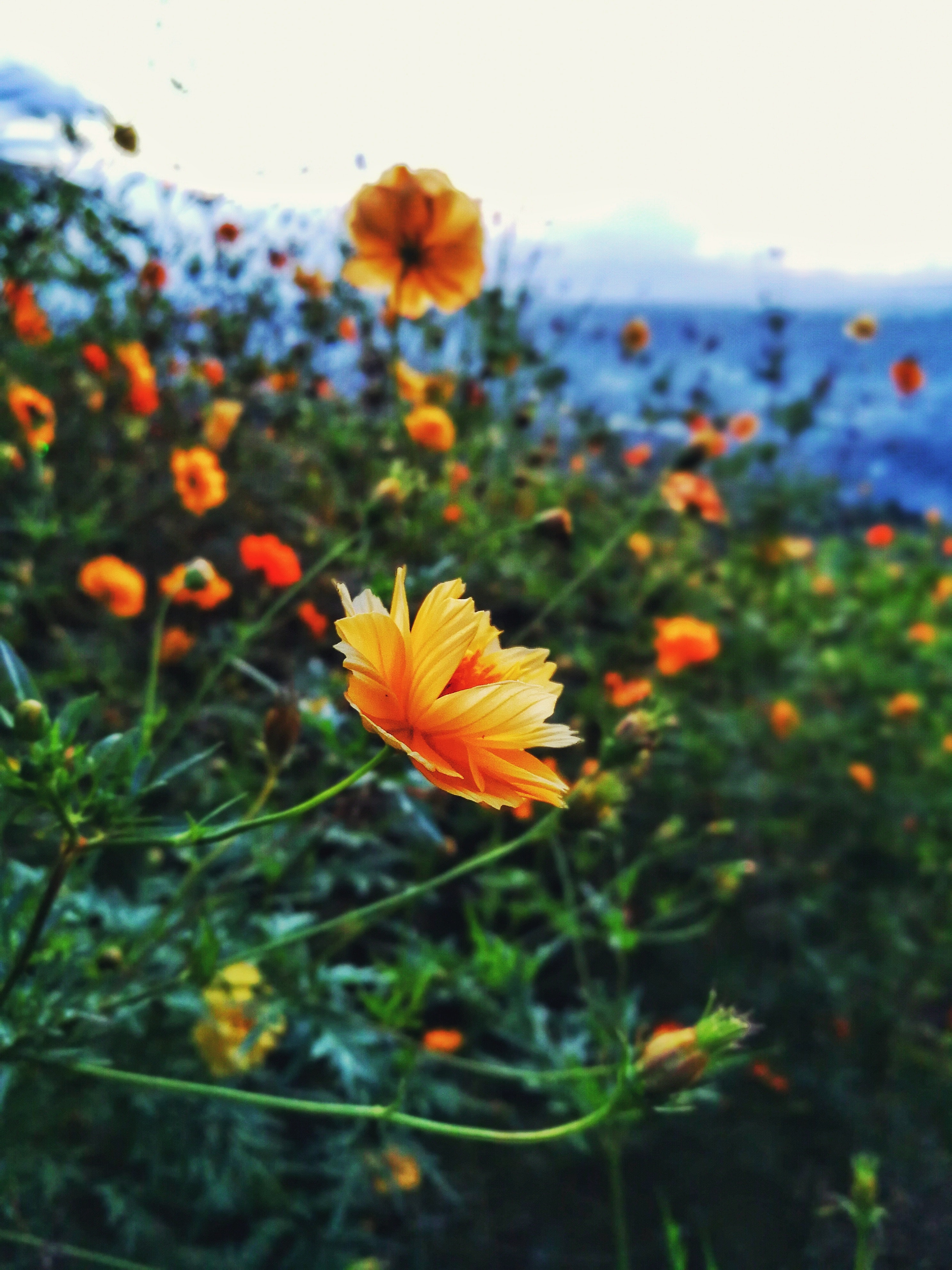 野菊花